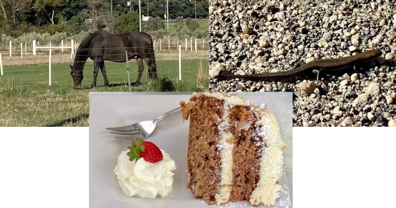 Horses, Lizards, and Hummingbird Cake